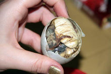 Load image into Gallery viewer, Balut
