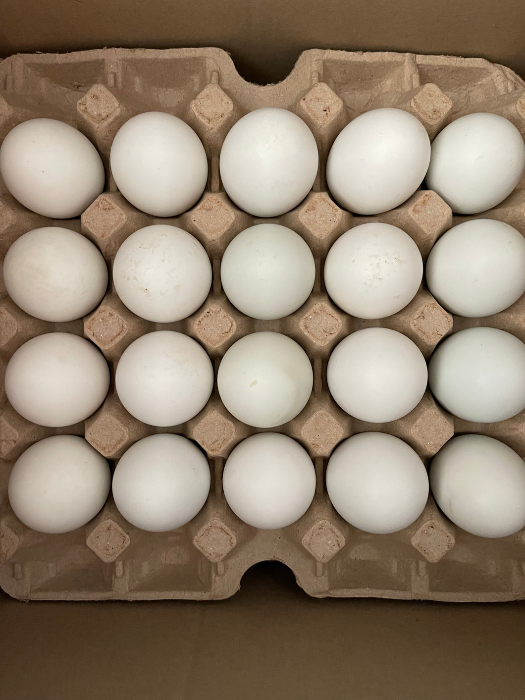 Balut